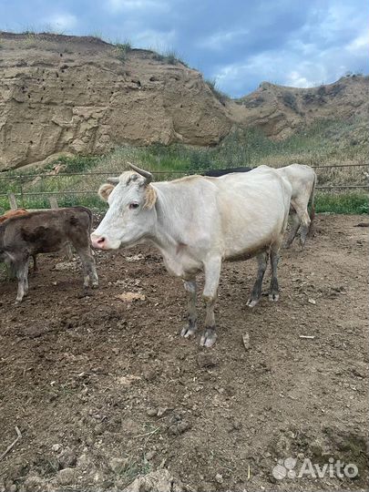 Корова дойная с теленком