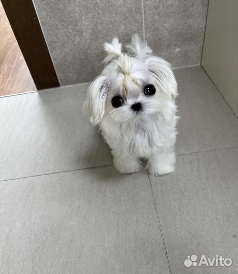 Мальчик мальтезе из Кореи