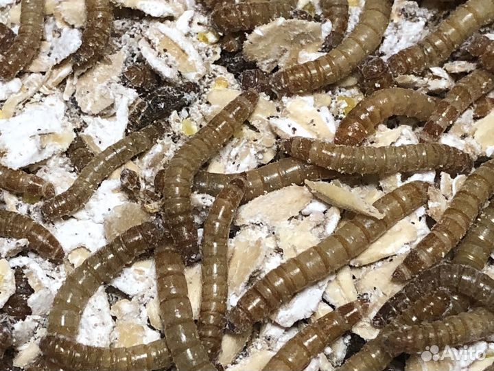 Мучные черви