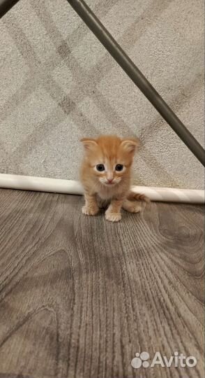 Кошки в добрые руки бесплатно