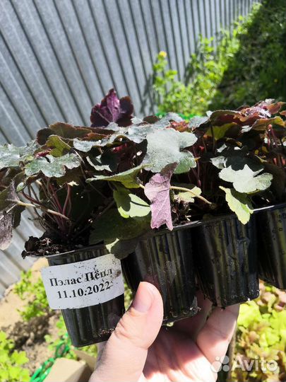 Гейхера Пэлас Перпл зкс