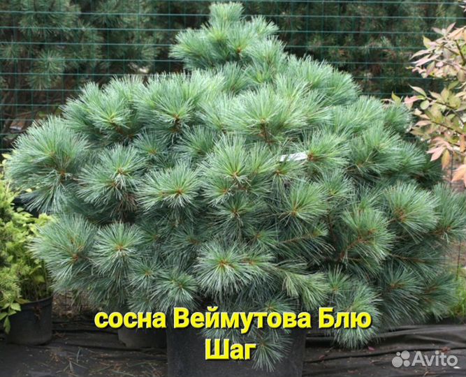 Сосна горная, веймутова, многоцветная