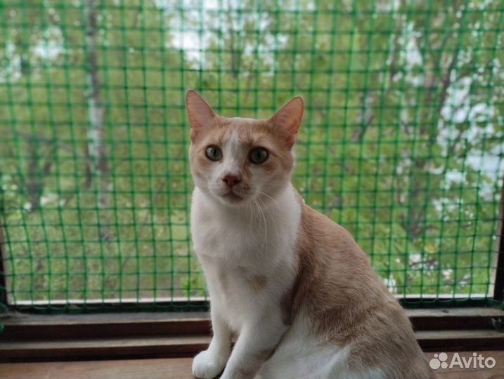 Кот в доме к удаче в жизни