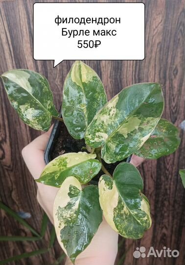 Диффенбахия, филодендрон