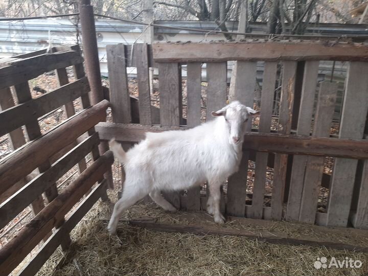 Козел зааненский