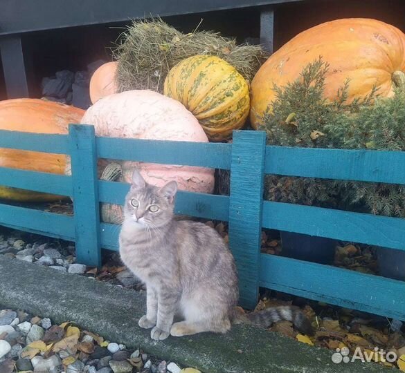 Молодая кошка ищет дом