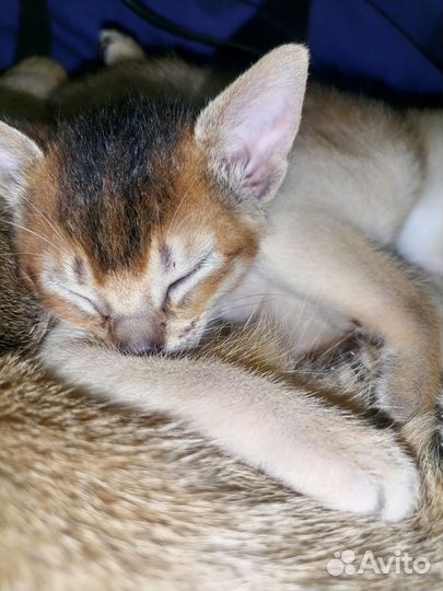 Дикие малыши абиссинцы