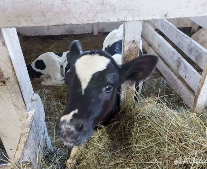 Телята бычки