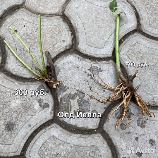 Гибискус травянистый (болотный,садовый)