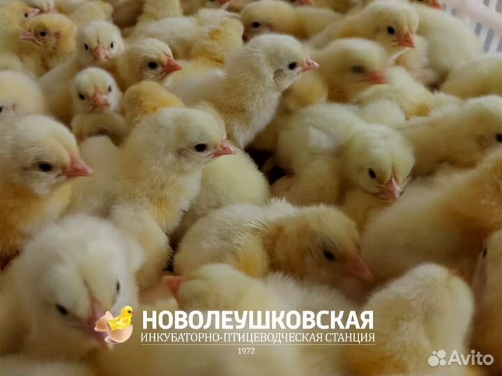 Суточные цыплята кобб 500