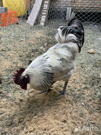 Семья 3курицы и 1петух лакеданзи серебро