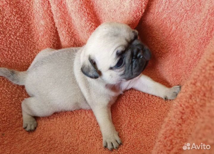 Щенки мопса