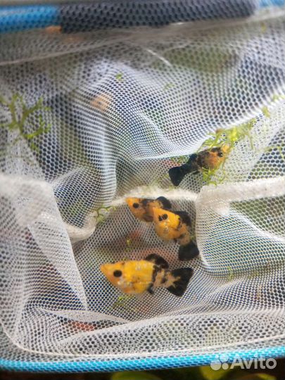 Меченосцы, Санто Клаус