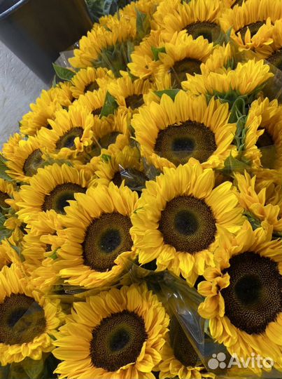 Подсолнечный