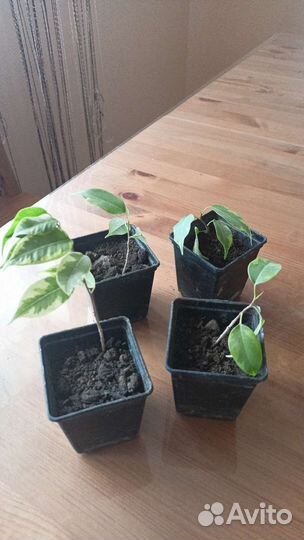 Фикус Бенджамин Наташа