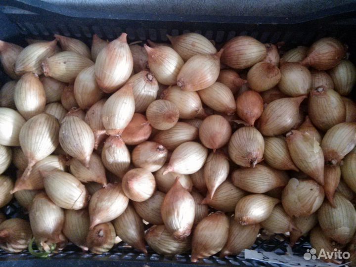 Продается лук шалот(семейный) крупный и др. сорта