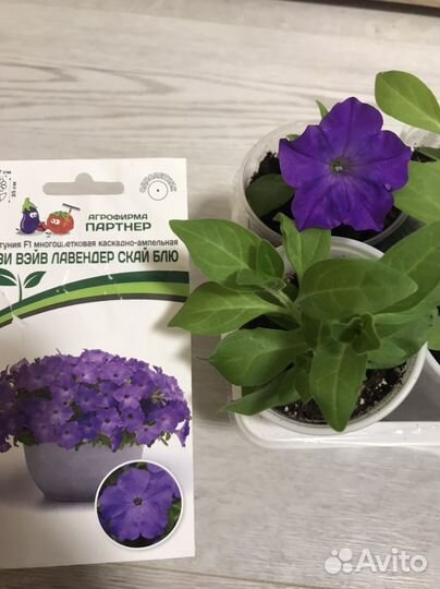 Рассада петунии Тайдал, Тайна, Изи Вейв, Шок вейв