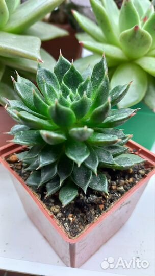 Суккуленты