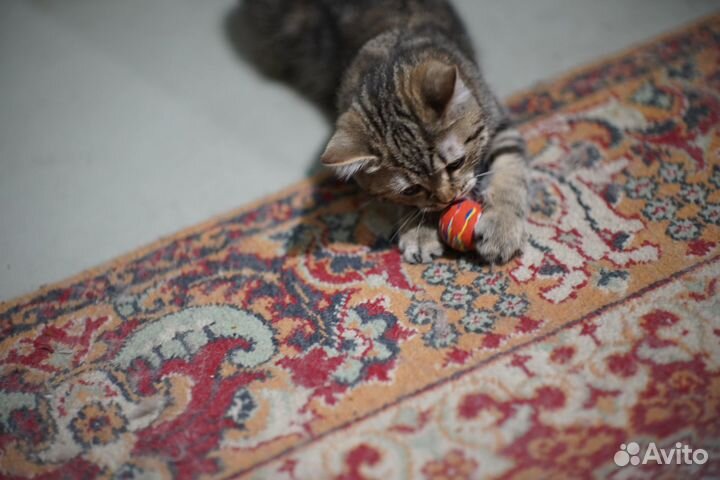 Кошечки метисы (отец Британский)