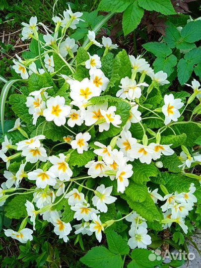 Цветы многолетники и декоративные кустарники