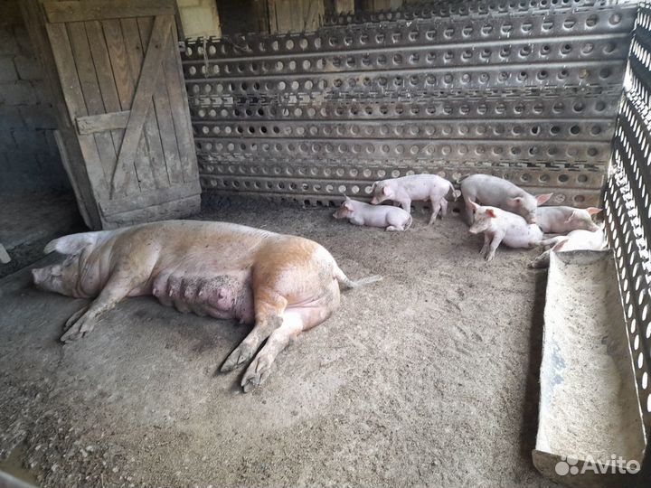 Поросята ландрас