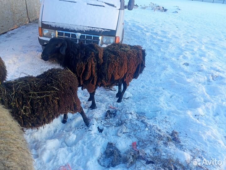 Продам барана, на племя
