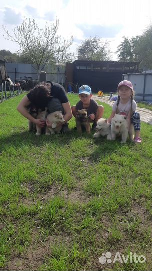 Щенки маламут