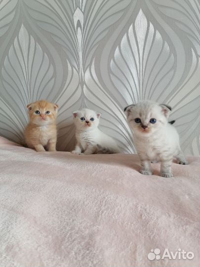 Шотландская