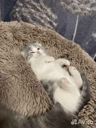 Шотландские котята