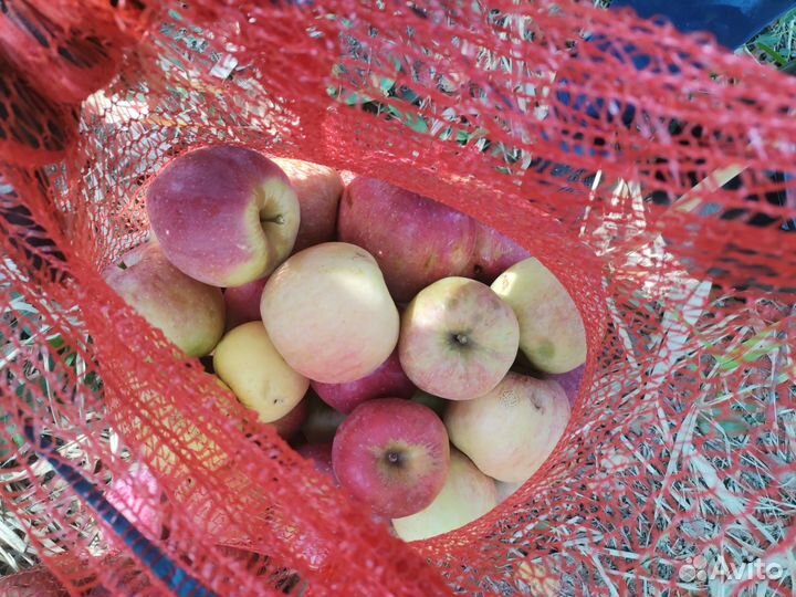 Яблоки на переработку