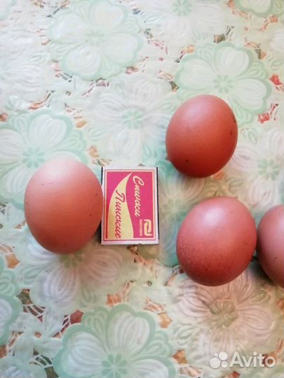 Яйцо деревенских кур