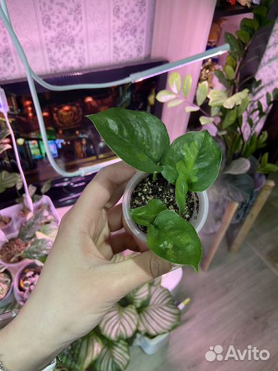 Эпипремнум