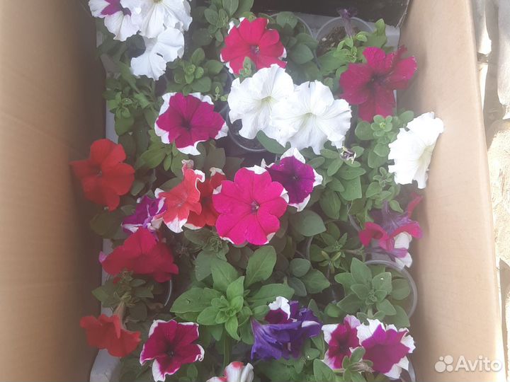 Петуния кустовая
