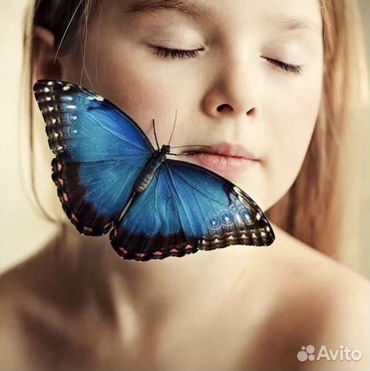 Ферма с куколками тропических бабочек