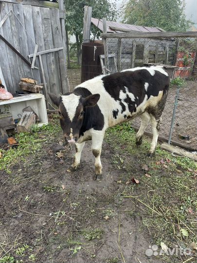 Телочка 5 месяцев