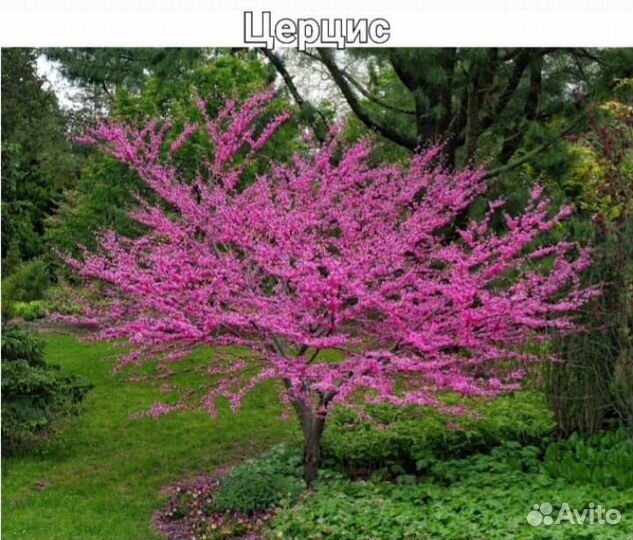 Декоративные и плодовые деревья и кустарники