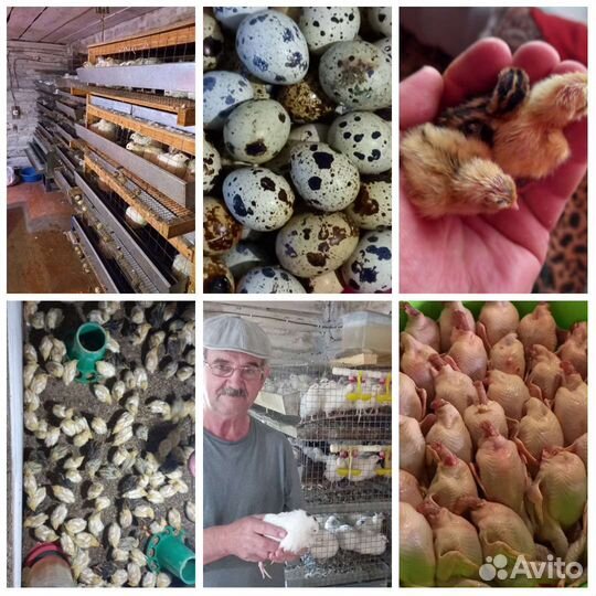 Мясо перепелки