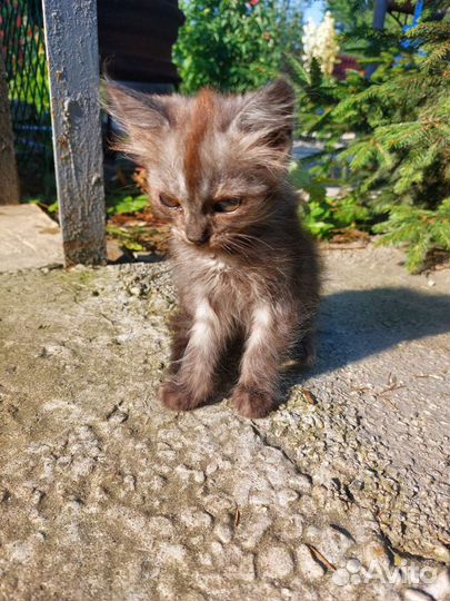 Кошки бесплатно