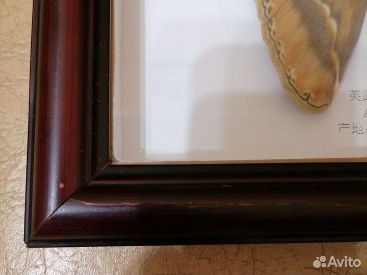 Бабочка Ataus atlas в рамке