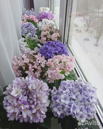 Сортовые фиалки