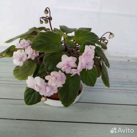 Фиалки трейлеры ампельные сенполии