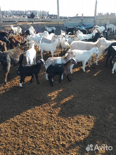 Козы Козлята