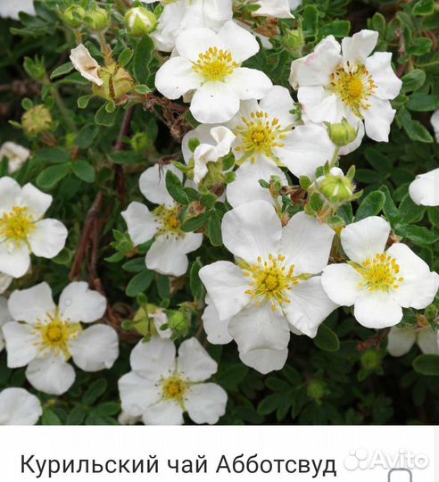 Саженцы Курильский чай Лапчатка
