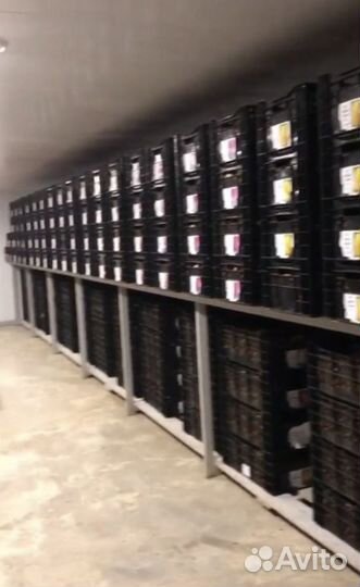 Тюльпаны оптом