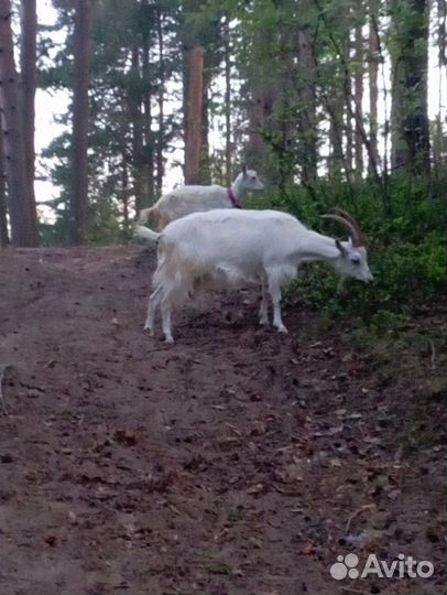 2 козы