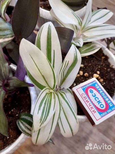 Традесканция