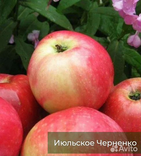 Саженцы яблонь 2, 3, 4 лет