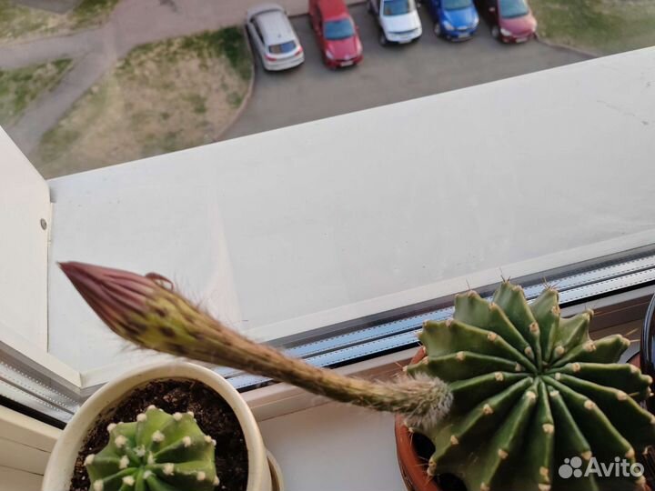 Кактус цветущий с горшком