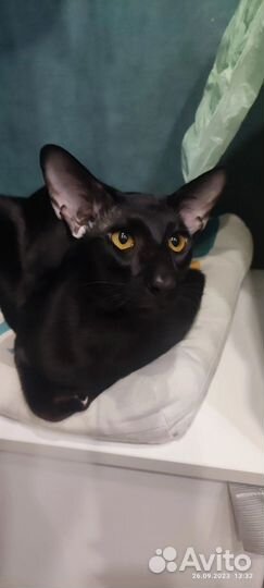 Ориентальные котята