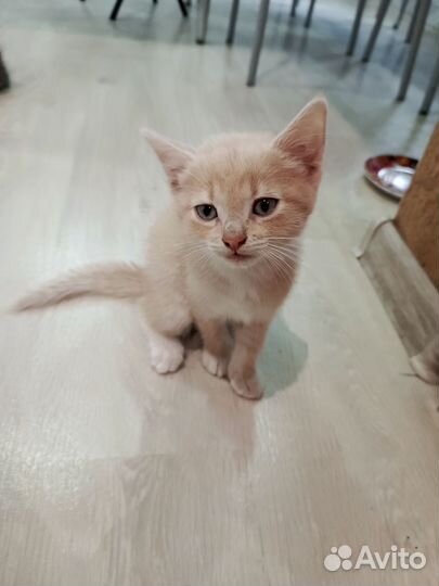 Отдам котят